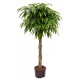 Ficus 'Amstel King'